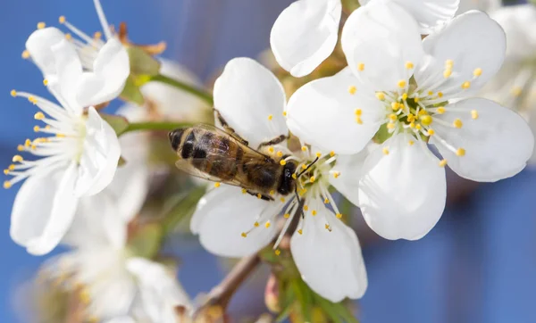 Bee on a white flower on a tree — Stock Photo, Image