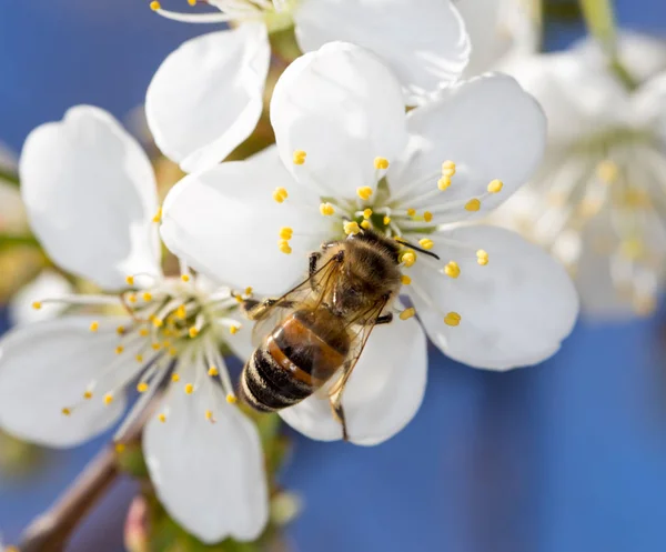 Bee on a white flower on a tree — Stock Photo, Image