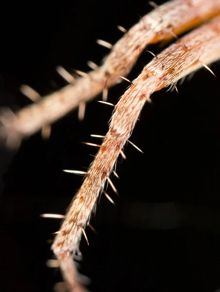 Foot spider. close — Stock Photo, Image