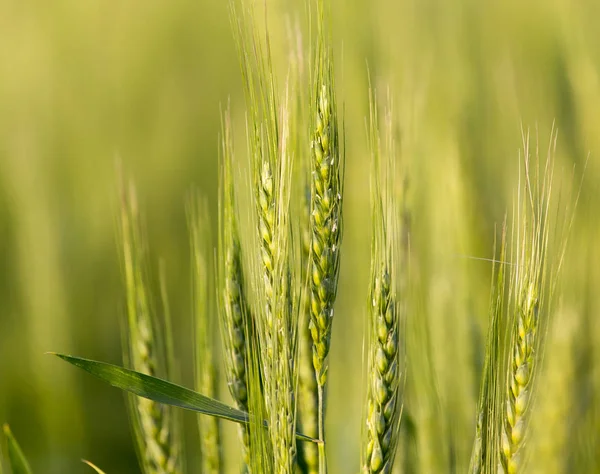 Espigas de trigo sobre la naturaleza —  Fotos de Stock