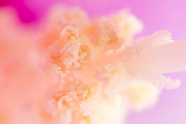Polen çiçek. Super makro — Stok fotoğraf