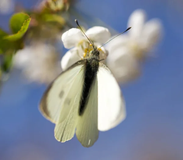 Biały motyl na białym kwiatku — Zdjęcie stockowe