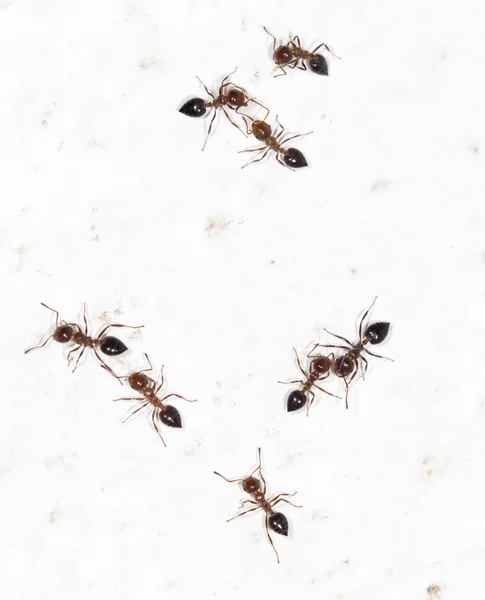 Ants on a white wall — Stock Photo, Image