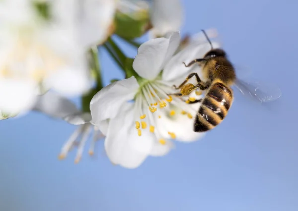 Bee on a white flower on a tree. close — Stock Photo, Image