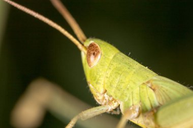 Çekirge. Super makro