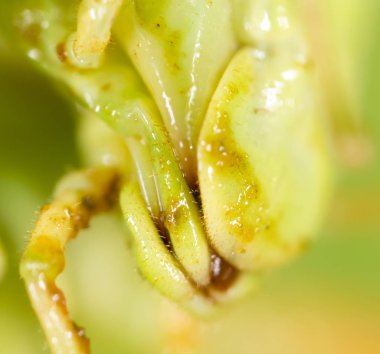 Çekirge. Super makro