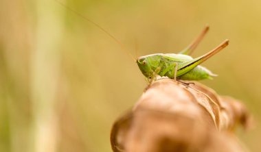 Çekirge doğada. Kapat