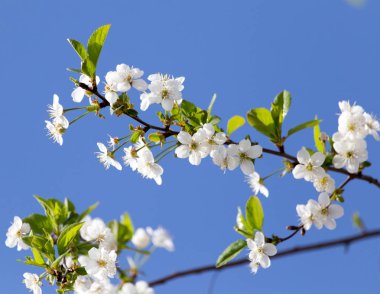 Mavi gökyüzüne karşı ağaçtaki çiçekler