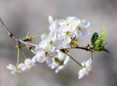 Doğadaki ağaçta beyaz çiçekler