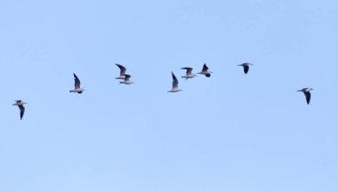 Gökyüzündeki kuş sürüsü