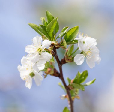 Mavi gökyüzüne karşı ağaçtaki çiçekler