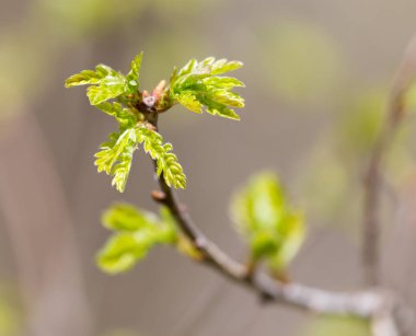 Genç yapraklar doğada bir ağaç dalında