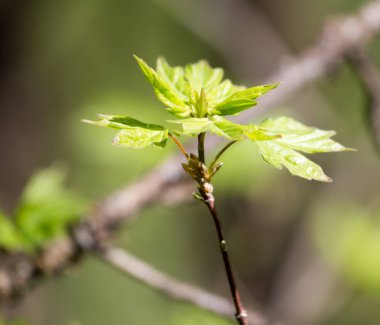 Genç yapraklar doğada bir ağaç dalında