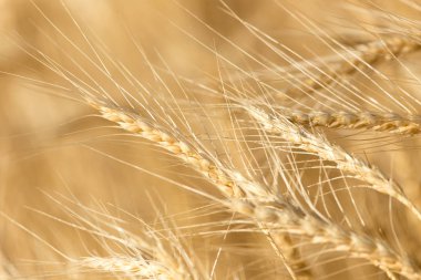 kulakları buğday niteliğine