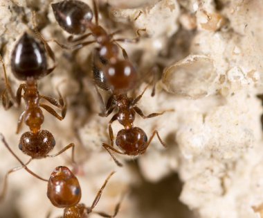 yerde karınca. Super makro