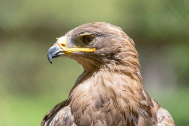 Bir kartal doğa portresi