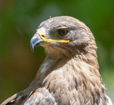 Bir kartal doğa portresi