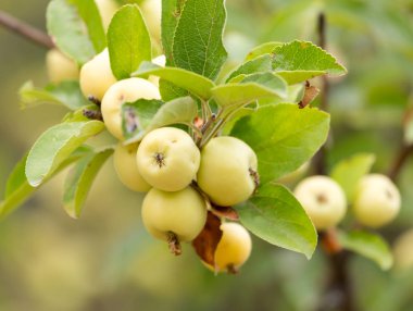 bir ağaç dalı doğada olgun elma