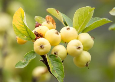 bir ağaç dalı doğada olgun elma