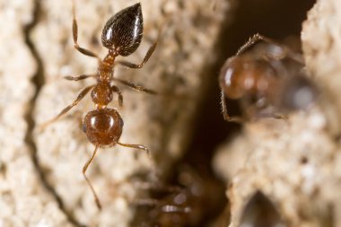 yerde karınca. Super makro