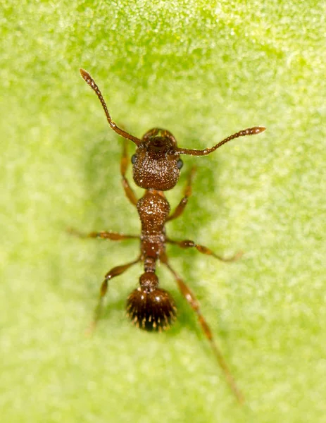 Ant on a green leaf. close — Stock Photo, Image