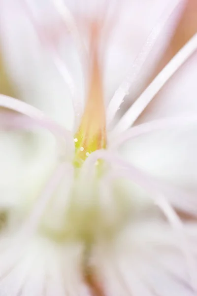 Pollen a virágos, közelkép — Stock Fotó