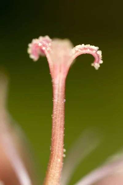 Pólen em flor, close-up — Fotografia de Stock