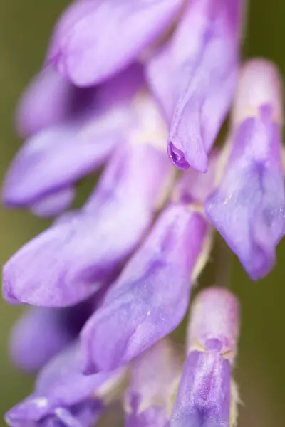 紫色的花。超级宏 — 图库照片
