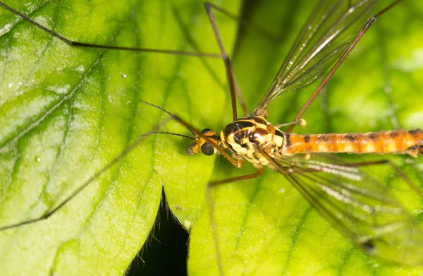 Portrait of a mosquito. close — Stock Photo, Image