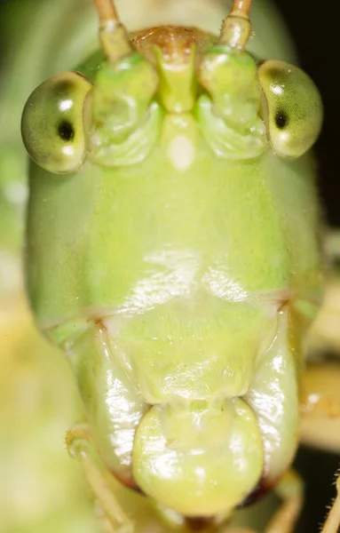 Kobylka. Super makro — Stock fotografie