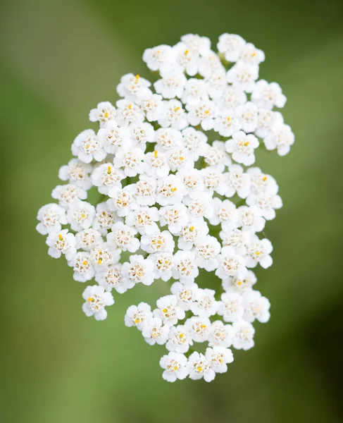 Hermosa flor blanca en la naturaleza — Foto de Stock