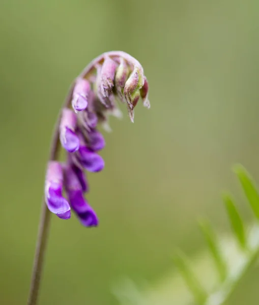 Mooie blauwe bloem over aard — Stockfoto