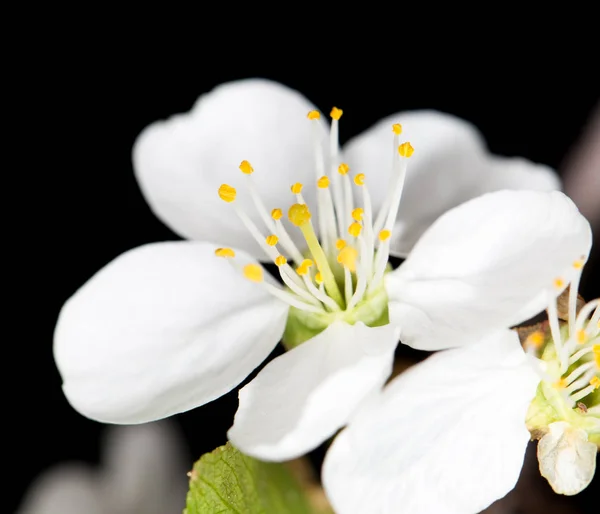 Flores brancas de cereja em um fundo preto — Fotografia de Stock