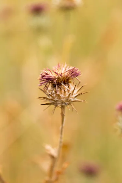 Сухие цветочные шипы в природе — стоковое фото