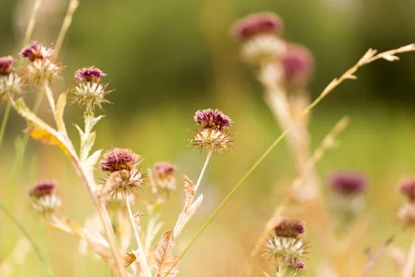 Pointes de fleurs sèches dans la nature — Photo