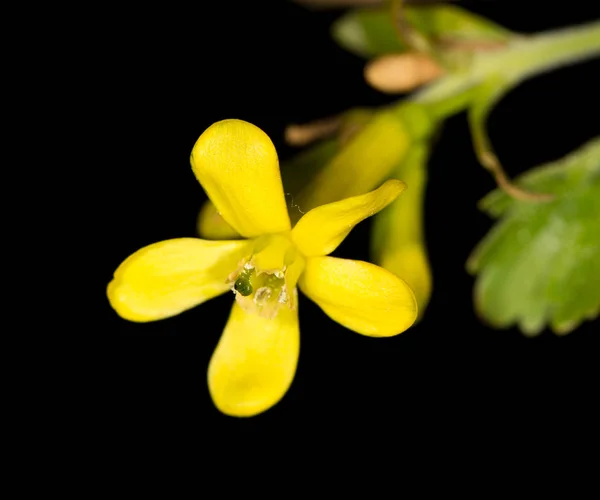 Krásná malá žlutá květina v přírodě — Stock fotografie