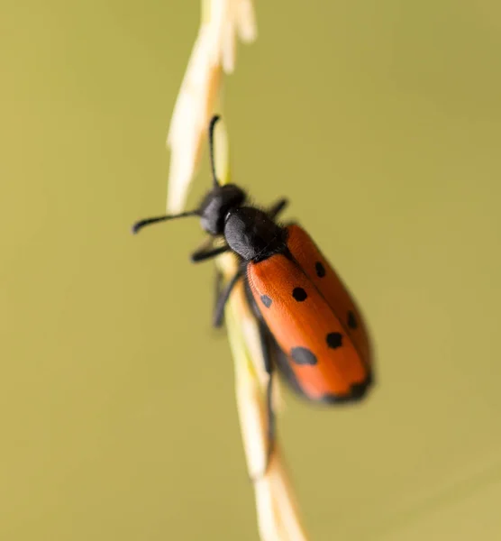 Red beetle on nature. close — Stock Photo, Image