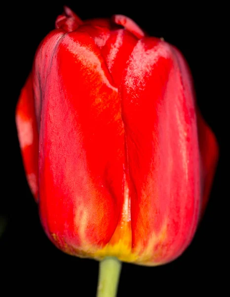 Красный тюльпан на черном фоне — стоковое фото