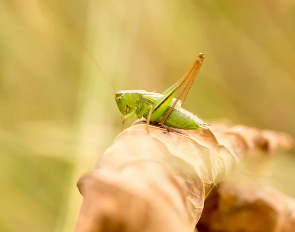 Sprinkhaan in de natuur. sluiten — Stockfoto