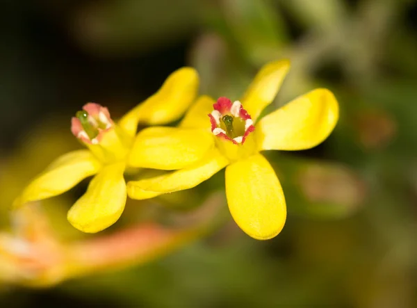 Beautiful little yellow flower in nature — Stock Photo, Image
