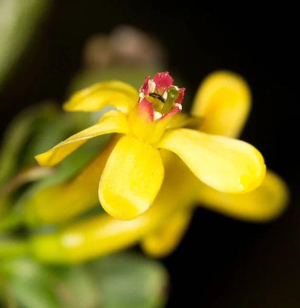 Piękny mały żółty kwiat natura — Zdjęcie stockowe