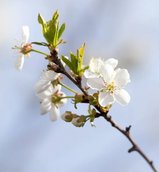 Blommor på trädet mot den blå himlen — Stockfoto