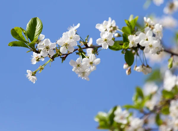 Flowers on the tree against the blue sky — Stock Photo, Image