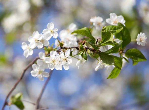 Blommor på trädet mot den blå himlen — Stockfoto