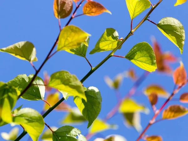 在蓝天的映衬下在树上的叶子 — 图库照片