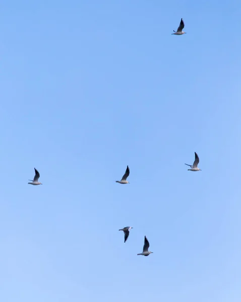 Vogelschwarm am Himmel — Stockfoto