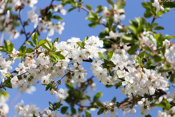 Flowers on the tree against the blue sky — Stock Photo, Image