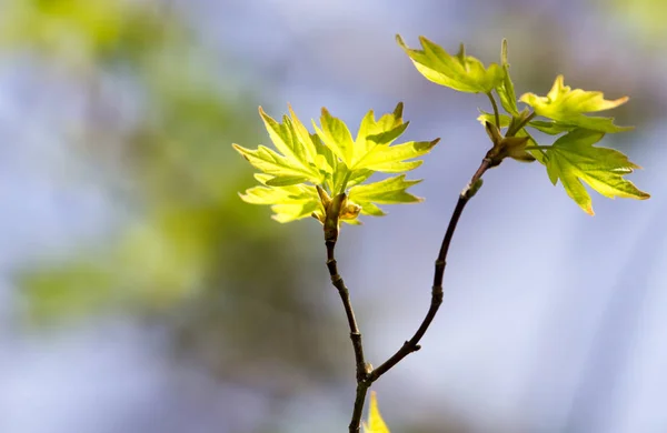 Fiatal levelek egy faágon a természetben — Stock Fotó