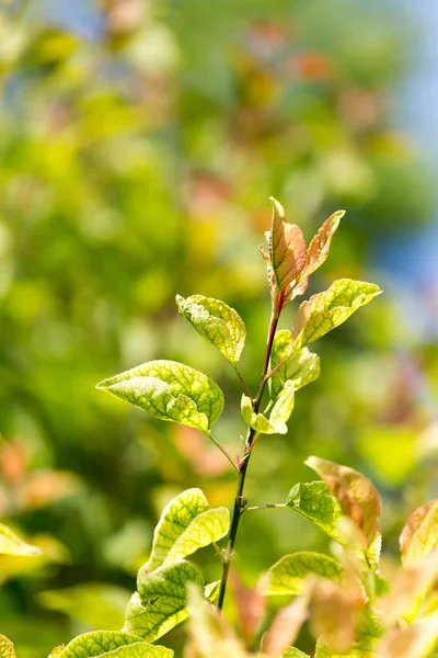 Зелене листя на дереві в природі — стокове фото