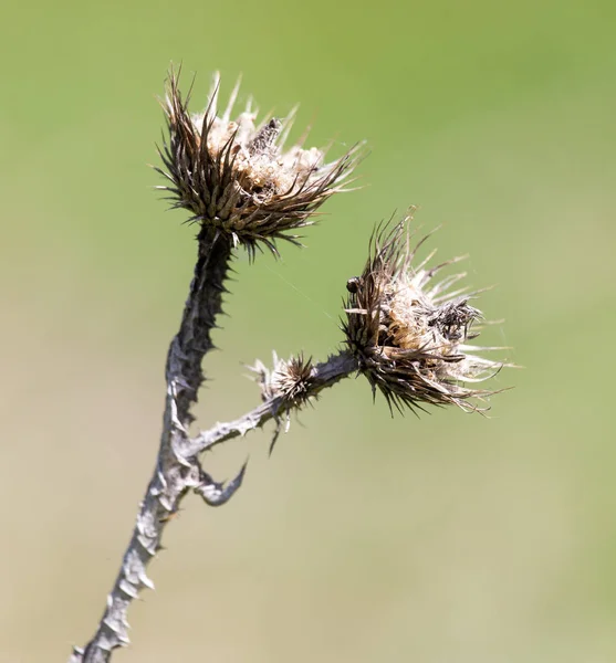 Spina secca in natura — Foto Stock